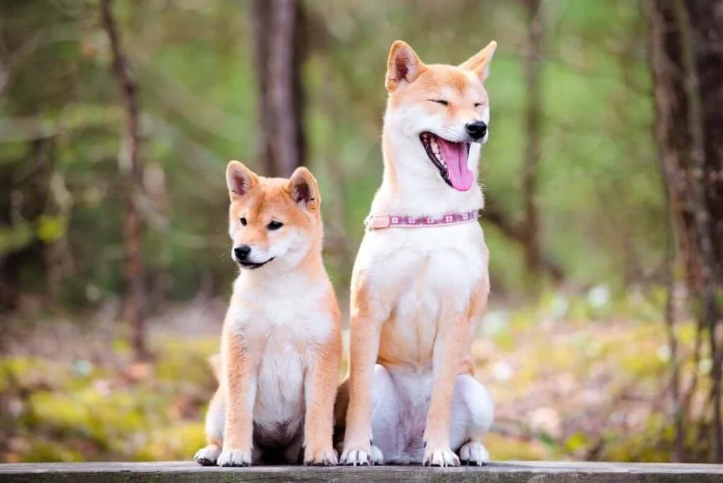 Guard Dog Glaucoma In Shiba Inus Therapy Dog Male Vs Female Shiba Inu
