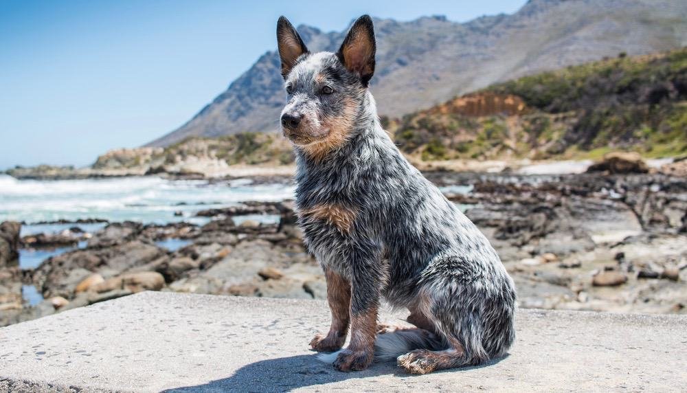 The Best Dog Food For Australian Cattle Dogs