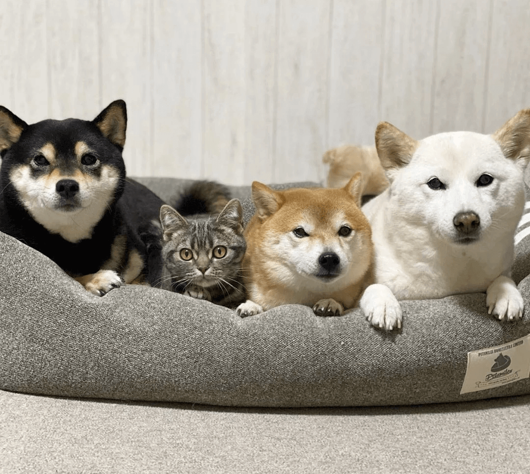 Shiba Inu With Cats