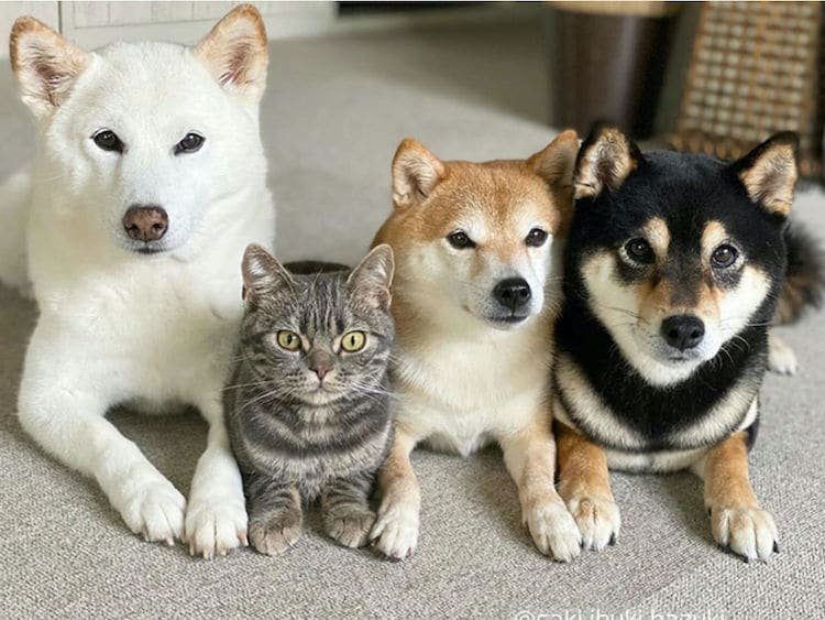 Shiba Inu with cats