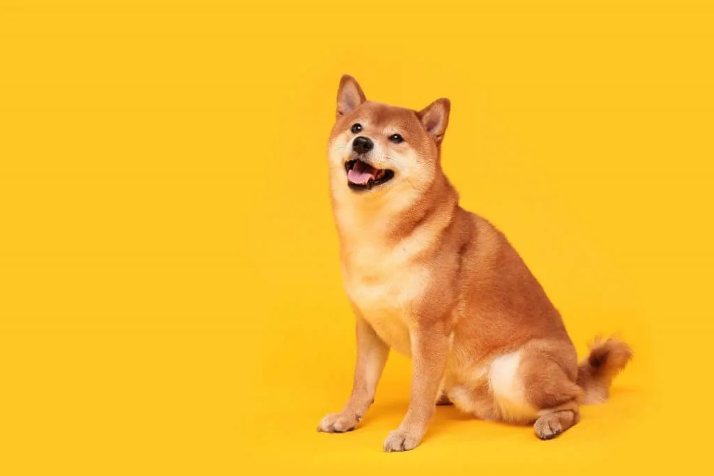 Guard Dog Shiba Inu Vs Golden Retriever