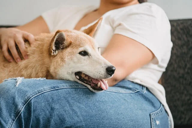 Shiba Inu Therapy Dog