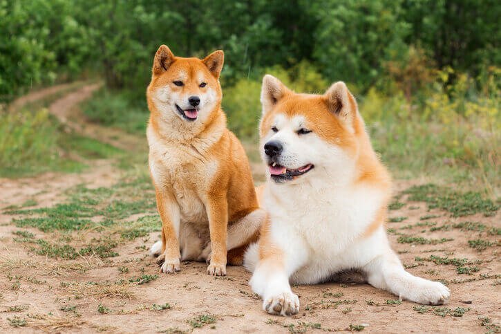 Shiba Inu With Other Dogs