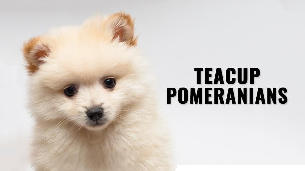 Teacup-Pomeranians-Dog