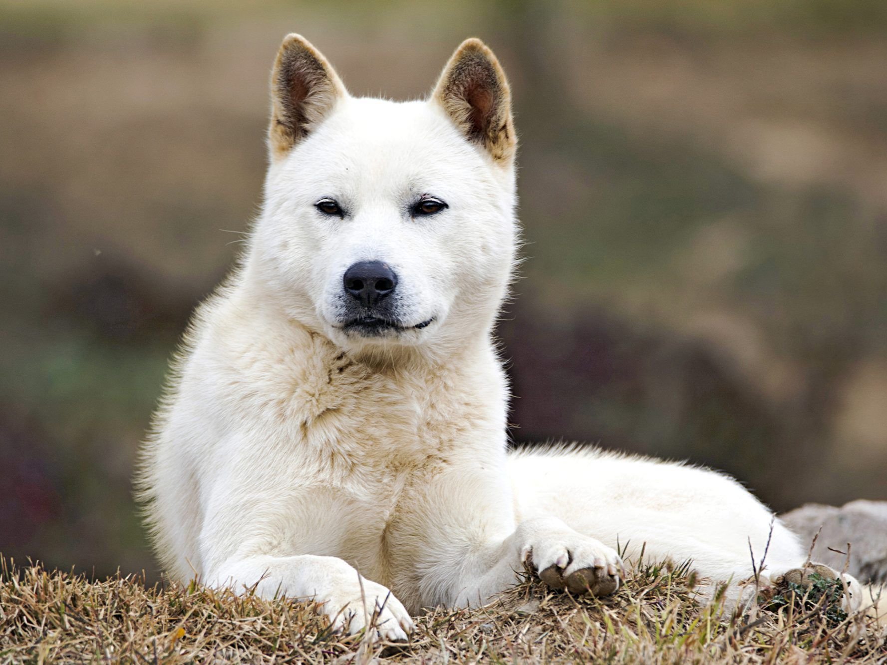 Korean-Dog-Dog-White