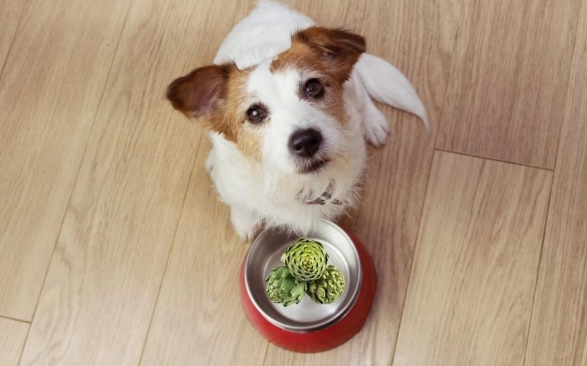 Can-Dogs-Eat-Artichokes-Safely