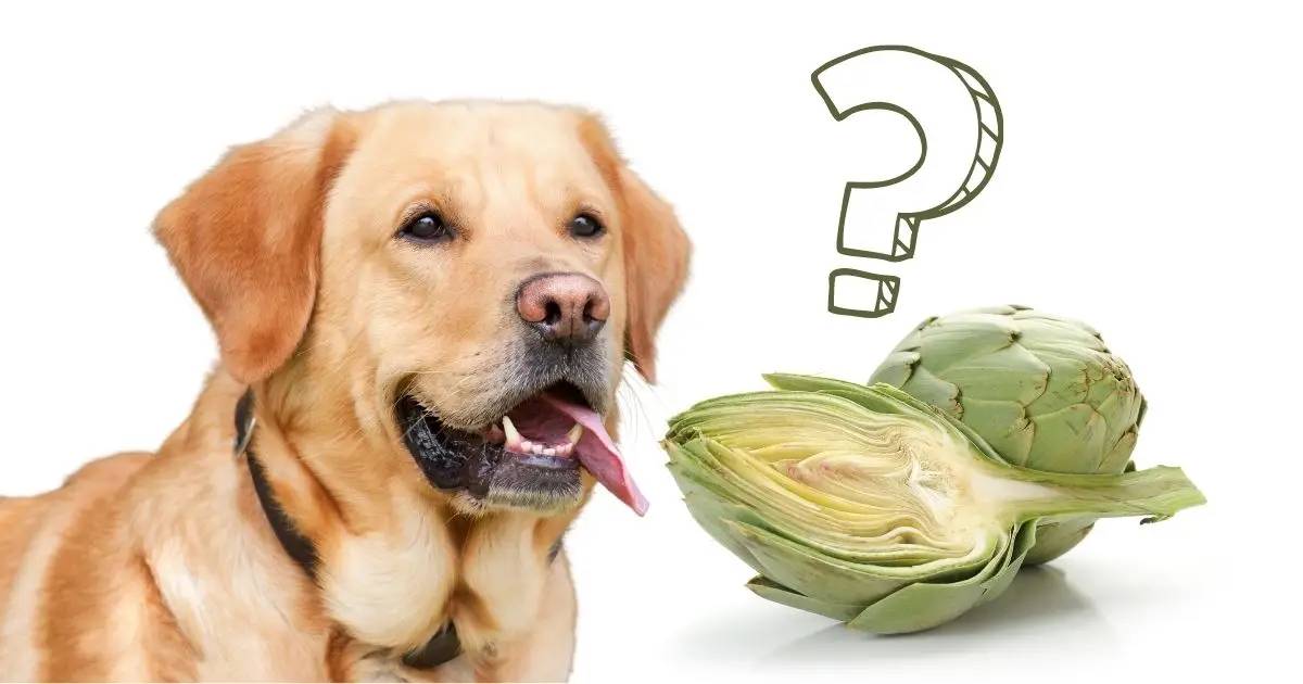Can-Dogs-Eat-Artichokes