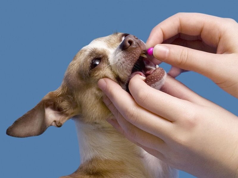 How To Give Medication To Your Dog