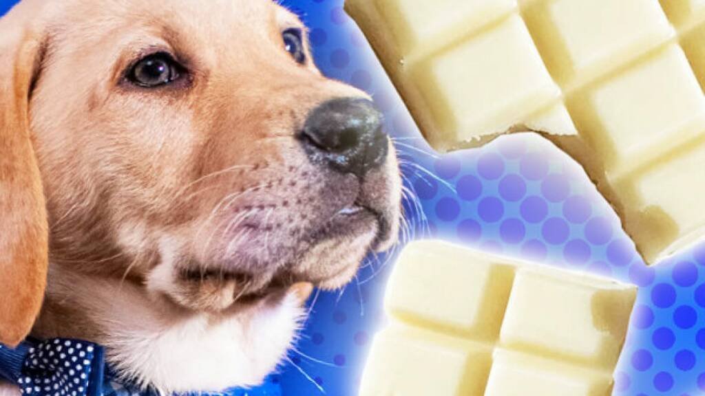 Can-Dogs-Eat-White-Chocolate