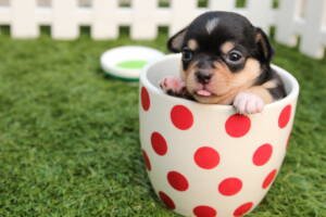 Newborn Puppy In A Mug