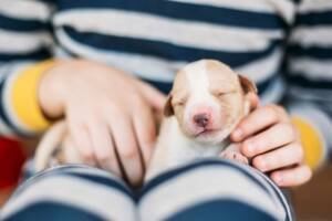 Newborn Puppies In Arms