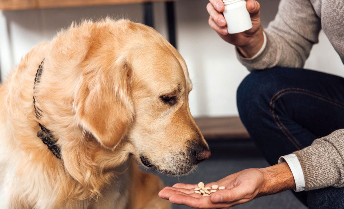 Make A Dog Take A Pill