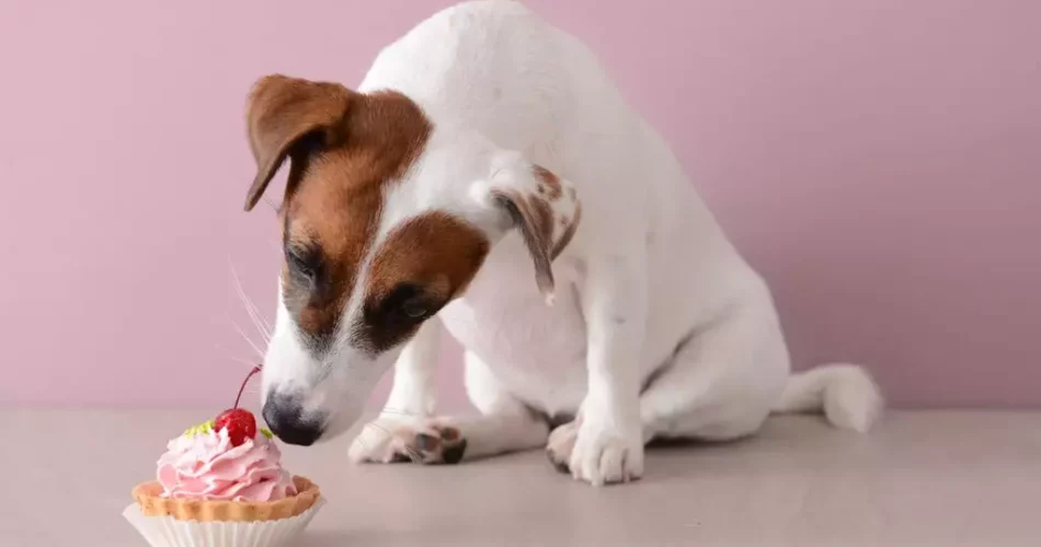 Can Dogs Eat Cake
