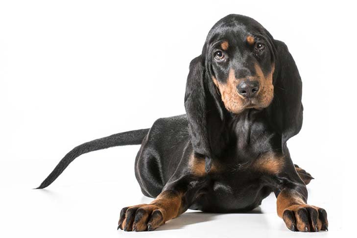 Black-And-Tan-Coonhound