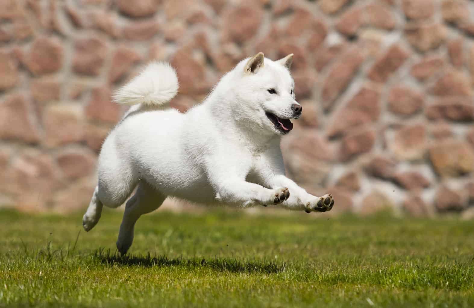 Hokkaido Dog