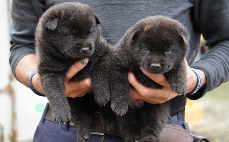 Kai-Ken-Puppies