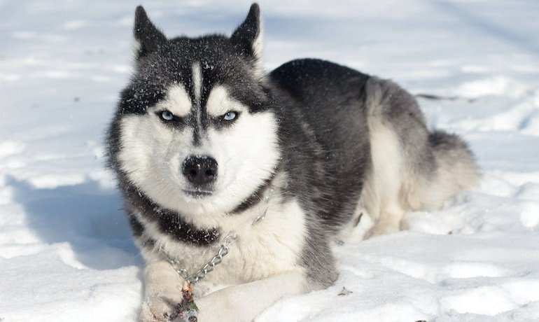 Alaskan-Husky-Dog