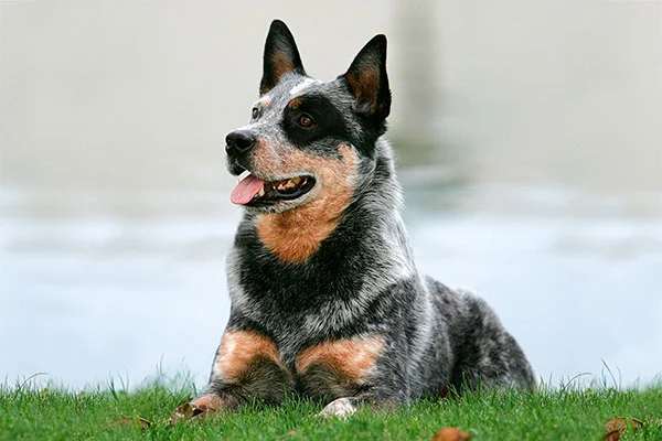 Australian-Cattle-Dog-Laying-Down-In-The-Grass