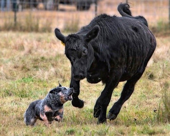 Australian-Cattle-Dog-Herding-Cow