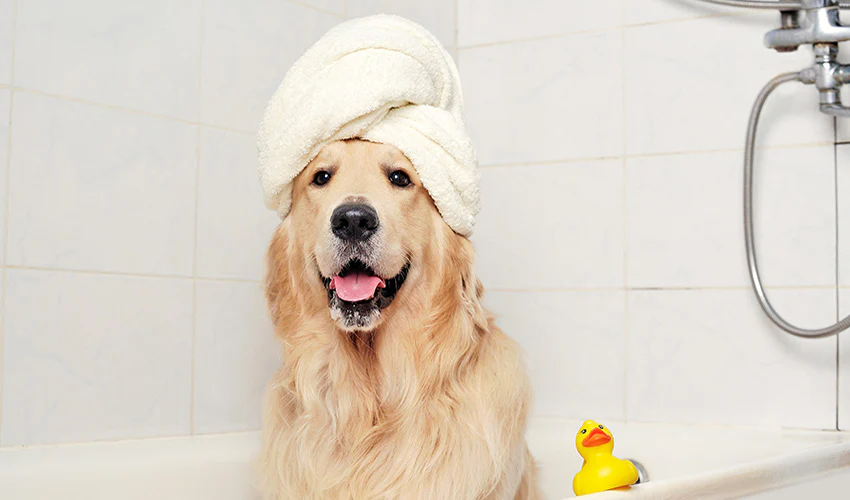 Diy Dog Shampoo