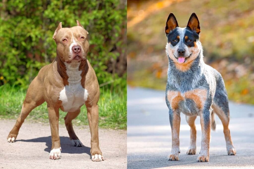 Pit-Heeler-Pitbull-Blue-Heeler-Mix-Info-Pictures-And-Facts