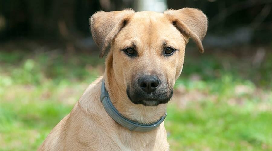 Black-Mouth-Cur-Breed-Profile