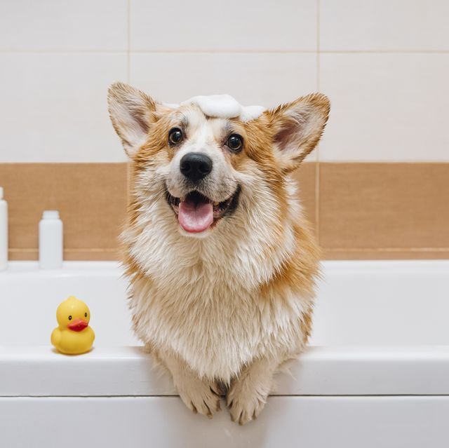 Homemade Dog Shampoo