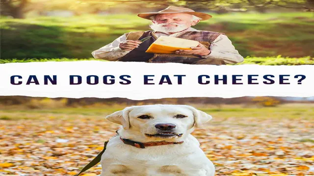Can Dogs Eat Asiago Cheese