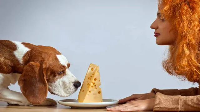 Can Dogs Eat Asiago Cheese