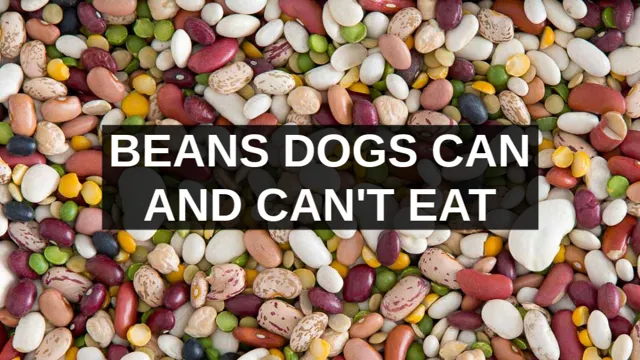 Can Dogs Eat Beans And Rice