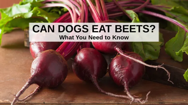 Can Dogs Eat Beet Greens