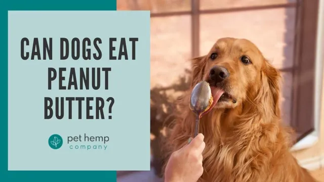 Can Dogs Eat Butter Cookies