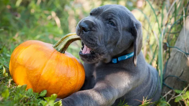 Can Dogs Eat Butternut Squash