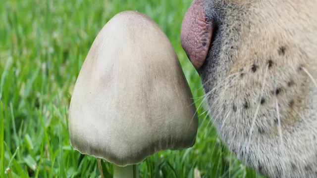Can Dogs Eat Button Mushrooms