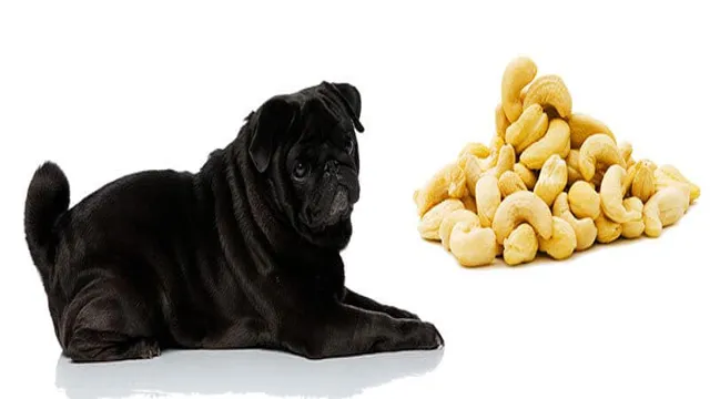 Can Dogs Eat Cashews