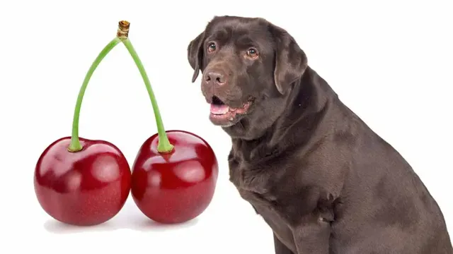 Can Dogs Eat Cherries Without Pits