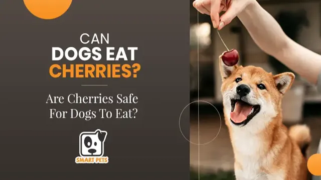 Can Dogs Eat Cherries Without Pits