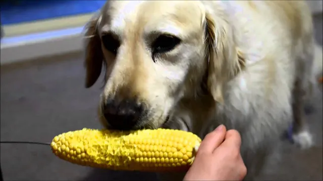 Can Dogs Eat Corn On The Cob