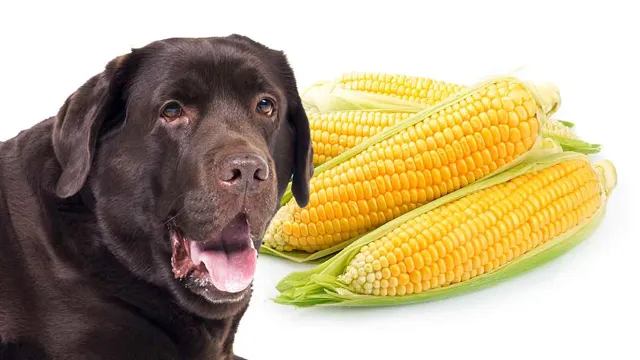 Can Dogs Eat Corn On The Cob