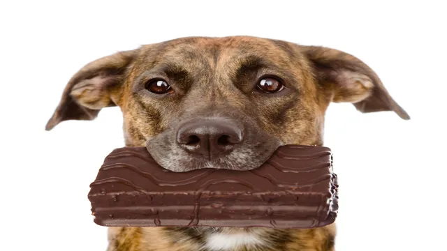 Can Dogs Eat Dark Chocolate