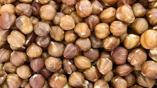 Can Dogs Eat Hazelnuts