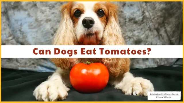 Can Dogs Eat Onions And Tomatoes