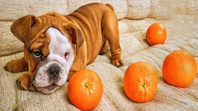 Can Dogs Eat Oranges Or Tangerines