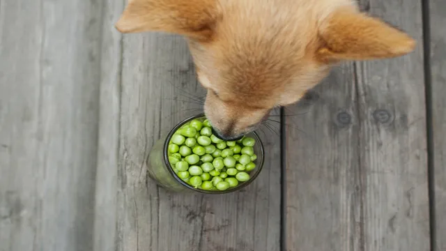 Can Dogs Eat Peas And Corn