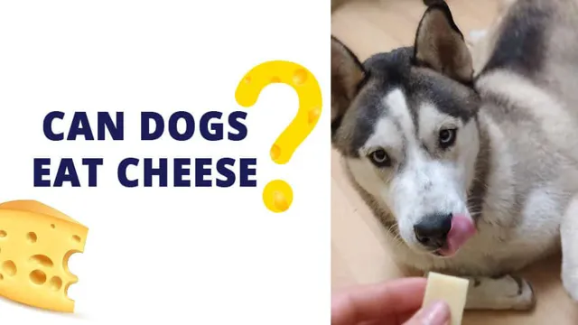 Can Dogs Eat Queso Fresco