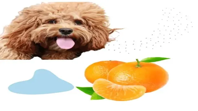 Can Dogs Eat Tangerines