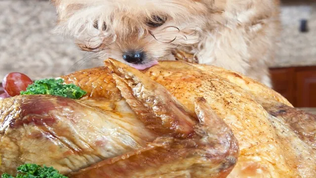 Can Dogs Eat Turkey On Thanksgiving