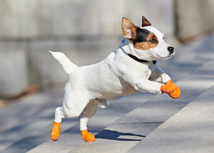 Dog Shoes Protection From Hot &Amp; Cold Weather