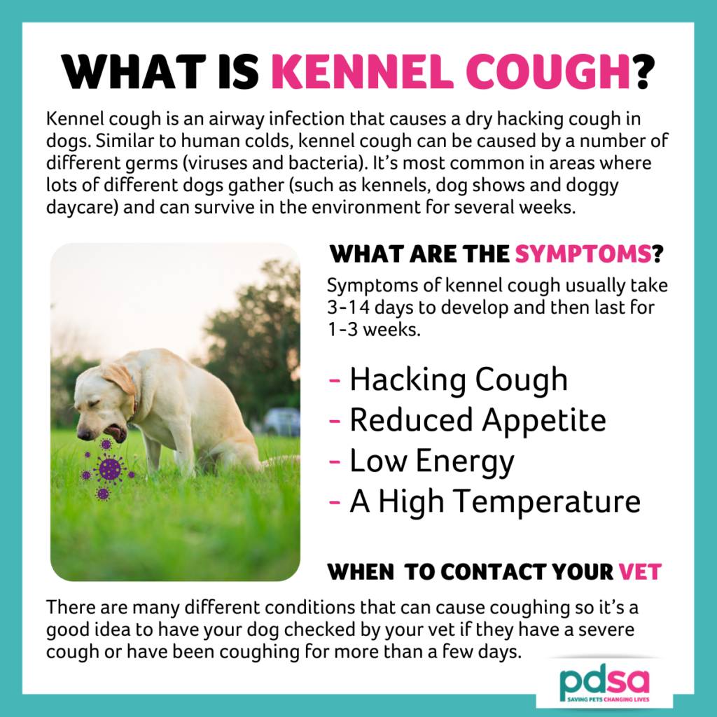 Kennel Cough Puppy Infections