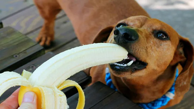 Can Dogs Eat Honeydew